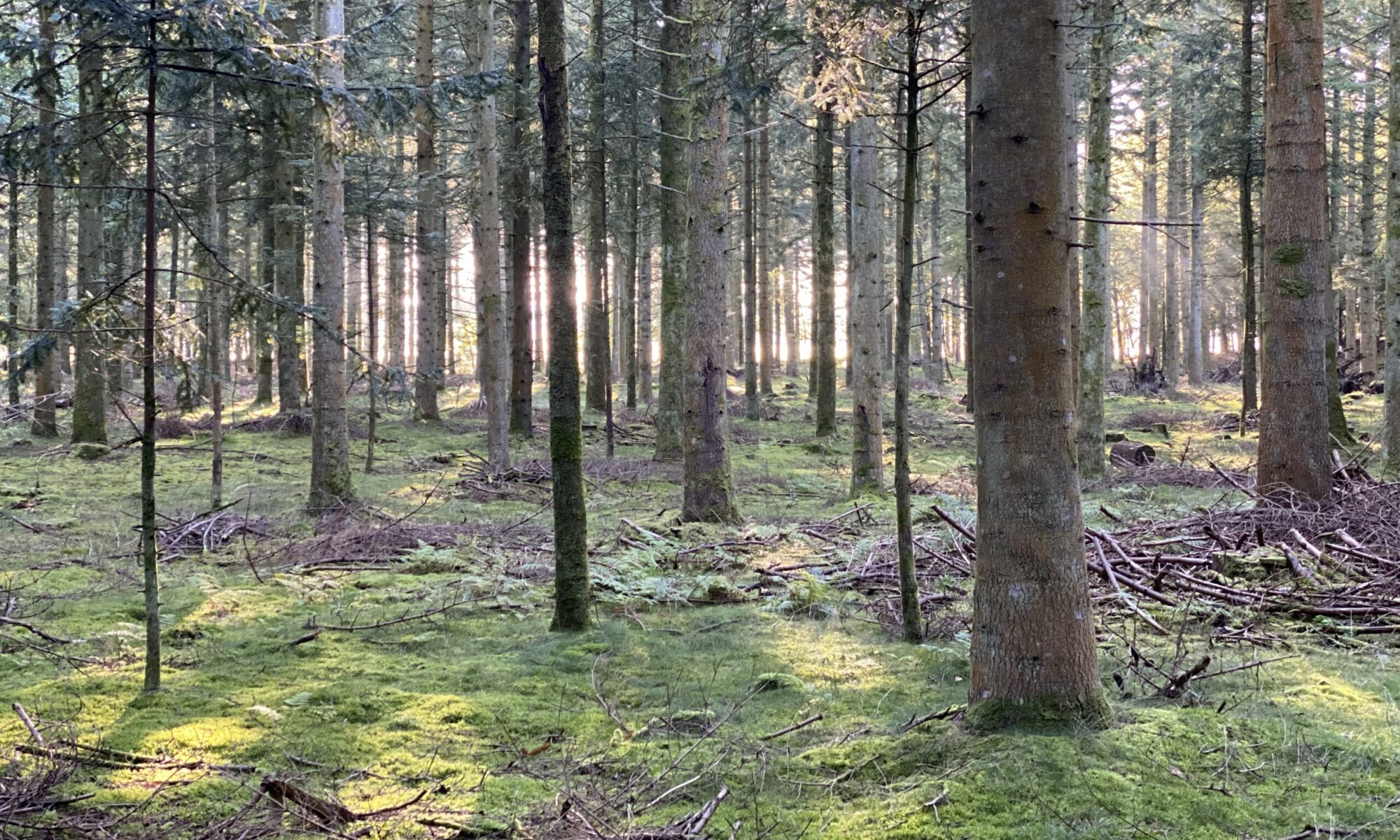 Autoriseret Psykolog i Aalborg 